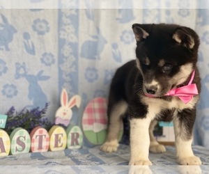 Siberian Husky Puppy for sale in LANCASTER, PA, USA