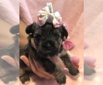 Small Photo #7 Maltese-Poodle (Toy) Mix Puppy For Sale in SARASOTA, FL, USA