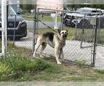Small German Shepherd Dog