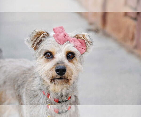 Medium Photo #3 Mutt Puppy For Sale in Sandy, UT, USA