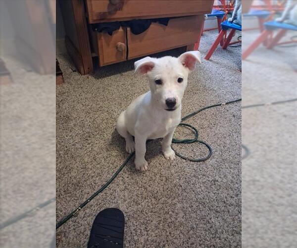 Medium Photo #1 Labrador Retriever Puppy For Sale in Conroe, TX, USA