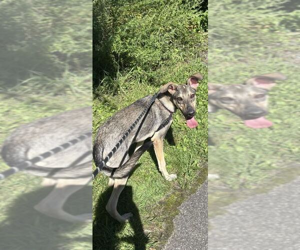 Medium Photo #2 Mutt Puppy For Sale in Elmsford, NY, USA