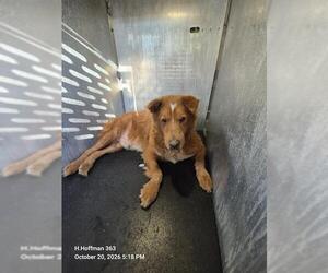 Chow Chow-Unknown Mix Dogs for adoption in San Antonio, TX, USA
