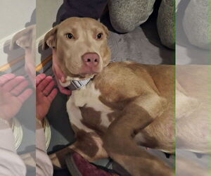 Labrador Retriever-Unknown Mix Dogs for adoption in Holly Springs, NC, USA