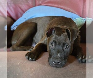 Zeppelin - Male American Staffordshire Terrier-German Shepherd Dog Mix Dog for Adoption - Photo #7