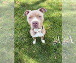 Small #4 American Pit Bull Terrier