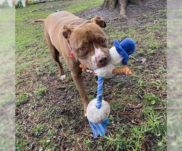 Medium Photo #12 American Pit Bull Terrier-American Staffordshire Terrier Mix Puppy For Sale in Techny, IL, USA