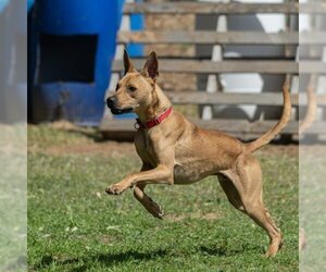 American Pit Bull Terrier-German Shepherd Dog Mix Dogs for adoption in Sacramento, CA, USA