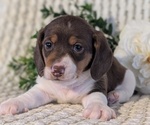 Small Photo #35 Dachshund Puppy For Sale in GOSHEN, IN, USA