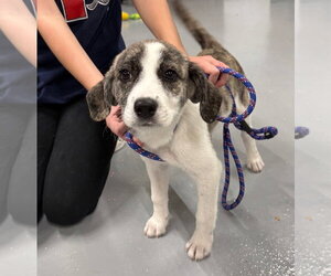 Mountain Cur Dogs for adoption in Gilberts, IL, USA