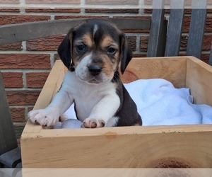 Beagle Puppy for Sale in BLAIRSVILLE, Georgia USA