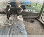 Small Photo #18 Akita Puppy For Sale in FLORISSANT, MO, USA
