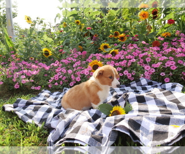 Medium Photo #4 Pembroke Welsh Corgi Puppy For Sale in SPRINGFIELD, MO, USA