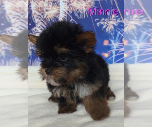 Medium Photo #3 Yorkshire Terrier Puppy For Sale in AZLE, TX, USA