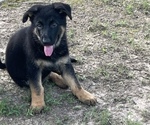 Small Photo #3 German Shepherd Dog Puppy For Sale in POTTSVILLE, AR, USA
