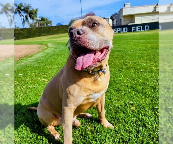 Medium Photo #4 American Staffordshire Terrier-Unknown Mix Puppy For Sale in Lake Forest, CA, USA