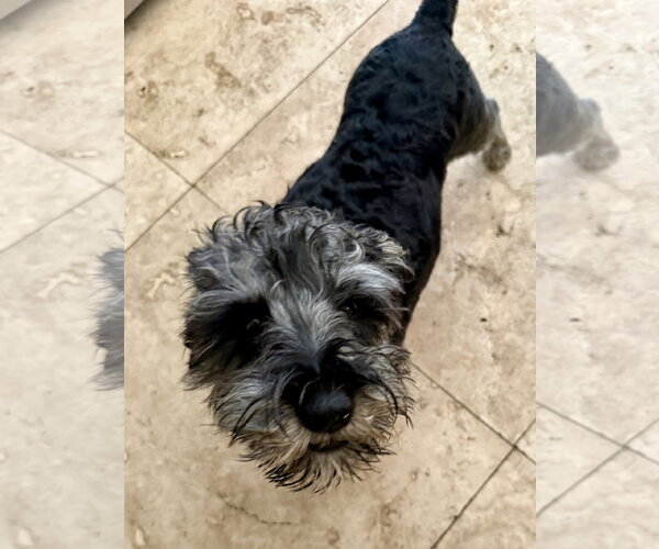 Medium Photo #1 - Mix Puppy For Sale in Boca Raton, FL, USA