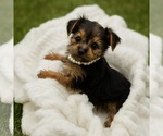 Small #1 Yorkshire Terrier