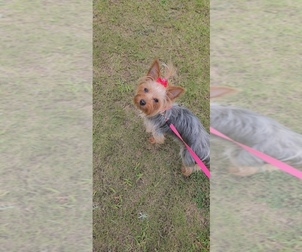 Medium Photo #1 Yorkshire Terrier Puppy For Sale in CONYERS, GA, USA