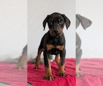 Small Photo #55 Doberman Pinscher Puppy For Sale in GOSHEN, IN, USA
