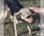 Small #2 Labrador Retriever Mix