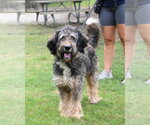Small #1 Mutt