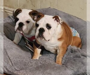 Bulldog Dogs for adoption in Alexander, AR, USA