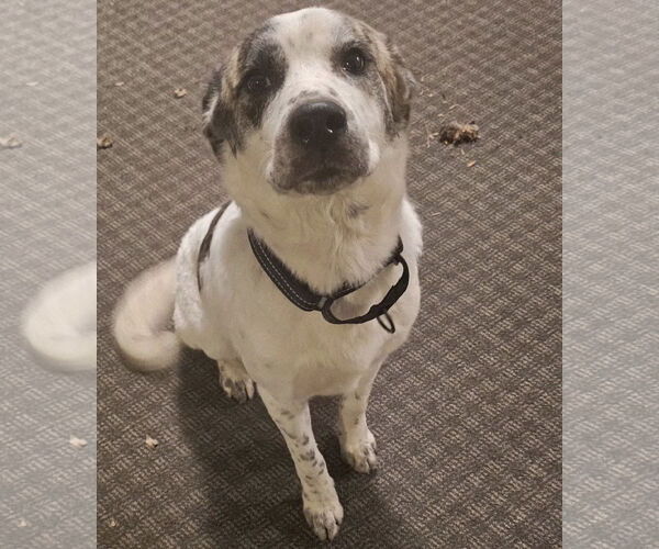 Medium Photo #12 Great Pyrenees-Unknown Mix Puppy For Sale in Brooklyn Center, MN, USA