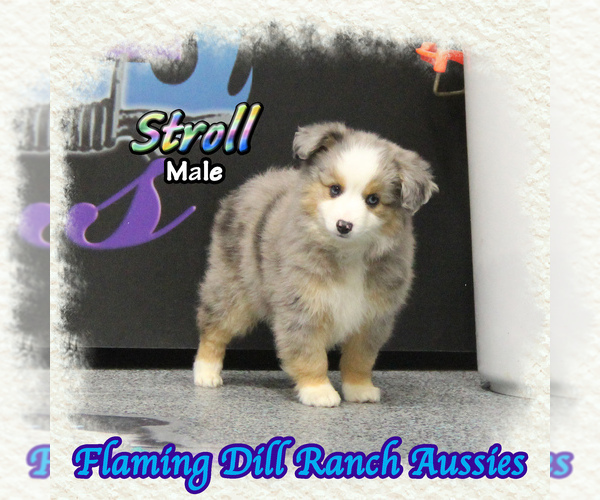 Medium Photo #1 Miniature Australian Shepherd Puppy For Sale in FORESTBURG, TX, USA