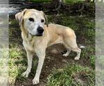 Small #1 Labrador Retriever Mix