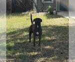 Small American Staffordshire Terrier Mix