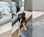 Small #3 Rottweiler Mix