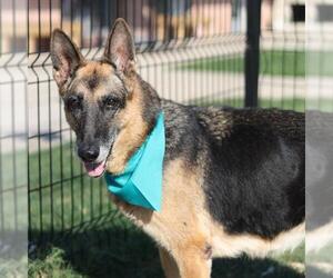 German Shepherd Dog Dogs for adoption in San Antonio, TX, USA