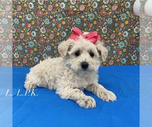 Schnoodle (Miniature) Puppy for sale in WINNSBORO, LA, USA