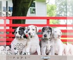 Small #1 Great Dane