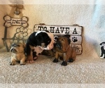 Small Photo #8 Olde English Bulldogge Puppy For Sale in CYNTHIANA, IN, USA