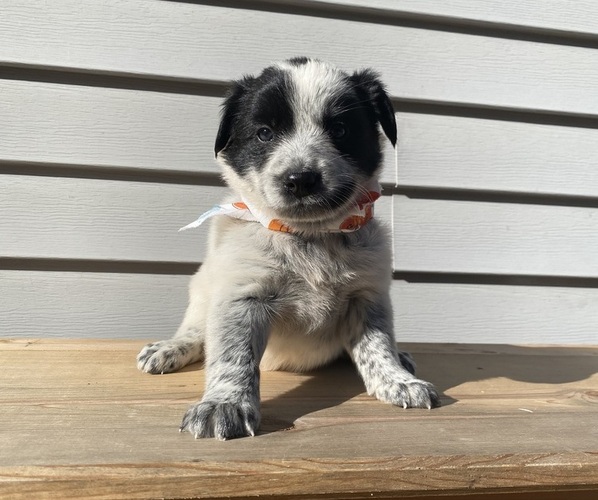 Medium Photo #25 Australian Cattle Dog Puppy For Sale in SMITHS CREEK, MI, USA