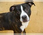 Small #1 American Staffordshire Terrier-Australian Shepherd Mix