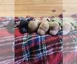Image preview for Ad Listing. Nickname: Minnie