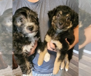 F2 Aussiedoodle Puppy for sale in THIBODAUX, LA, USA