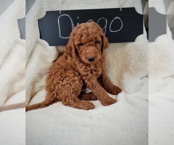 Medium Photo #6 Goldendoodle Puppy For Sale in NORTH VERNON, IN, USA
