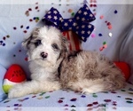 Small Photo #12 Aussie-Poo Puppy For Sale in BOUSE, AZ, USA