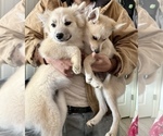 Small Photo #112 Pomsky Puppy For Sale in LOVELAND, CO, USA