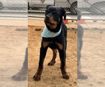 Small #2 Rottweiler