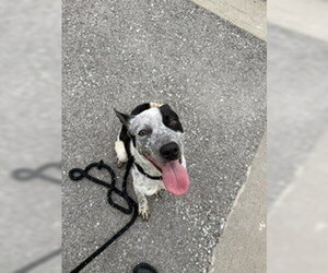 German Shorthaired Pointer-Unknown Mix Dogs for adoption in Lee's Summit, MO, USA