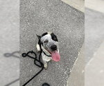 Small German Shorthaired Pointer Mix