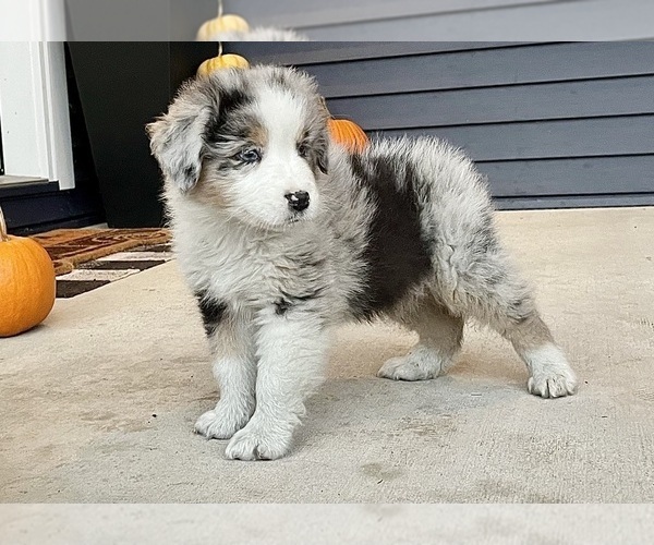 Medium Photo #6 Australian Shepherd Puppy For Sale in LODA, IL, USA