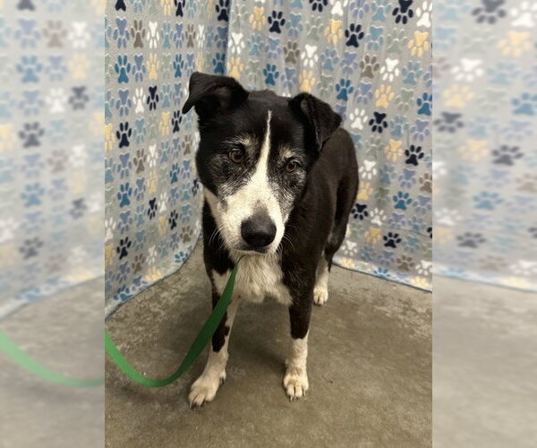 Medium Photo #1 Border Collie-Unknown Mix Puppy For Sale in Rosenberg, TX, USA
