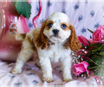 Small Photo #13 Cavapoo Puppy For Sale in WAKARUSA, IN, USA