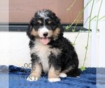 Small #1 Bernedoodle (Miniature)